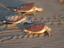 Green Sea turtles on Tortuguero Beach, Costa Rica