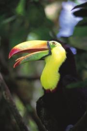 Toucans are found all over Costa Rica's rainforests
