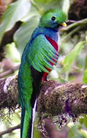 Quetzal, the national bird of Guatemala