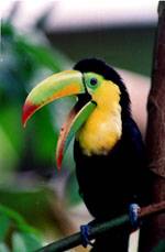 Toucan