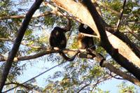 You will hear Howler Monkeys long before you see them in the treetops.