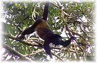 The trees are full of Howler Monkeys at Lamanai Outpost Lodge.