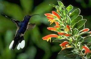 Monteverde Cloud Forest Reserve is home to the Hummingbird Gallery, where visitors can get up close to the many species of hummingbirds that stop here on their migration to North America.