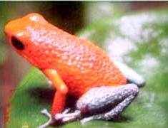 The Frog Pond is an exhibit of over 20 species of frogs and toads endemic to the Monteverde area.