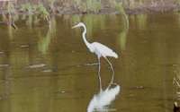 Palo Verde National Park, reserve for some of the most extensive wetlands in Costa Rica and refuge for this heron and thousands of other migrant and resident water birds, numerous land birds, and many other animals.