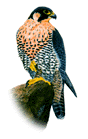Peregrine Falcon, aka Harpy Eagle, is the national bird of Panama.