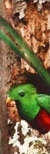 The elusive Quetzal