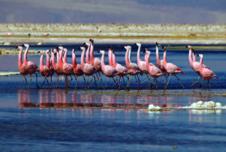 Flamingos at one of the many oases in the Atacama Desert, Chile