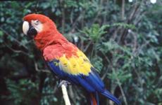 Beautifully-colored parrots are easily spotted on the Amazon River boat trip.