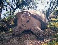 Giant Land Turtle, Galapagos Islands
