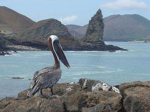 Pelican with Pinnacle Rock in the Background