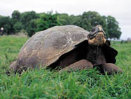 Giant Galapagos Land Turtle Giant Galapagos Land Turtle