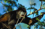 You can hear howler monkeys long before you see them!