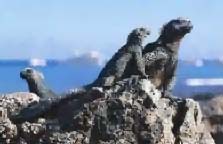 Marine iguanas on the lookout for eco tourists