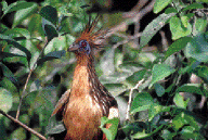 The Hoatzin is a species of tropical bird found in swamps, riverine forest and mangrove of the Amazon and the Orinoco delta in South America.