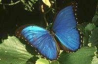 Blue Morpho Butterfly, Reserva Amazonica Tambopata, Puerto Maldonado, Peru