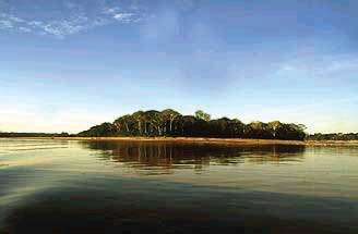 Rolin Island, (also known as Monkey Island), Reserva Amazonica Tambopata, Puerto Maldonado, Peru