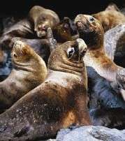 Sea lions on the shores of the Beagle Channel