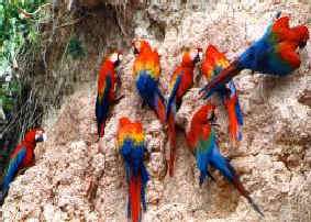 Tambopata macaw clay lick