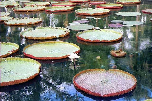 Giant Victoria Regia water lilies, some exceeding two meters in diameter!