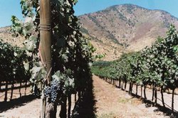 Vina Santa Rita vineyards in the Maipo Valley, Chile