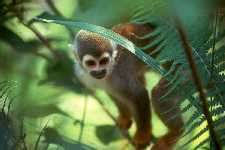 White-faced Monkey, Ecuadorian Amazon
