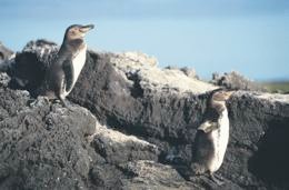 Galapagos Penguins on the lookout for ecotourists