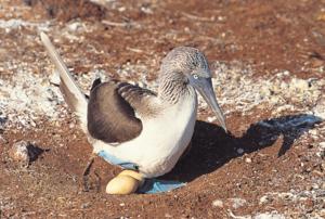 Watch out for Blue-footed Boobie eggs - they are often laying unprotected right on the ground!