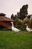 Geese, La Casona Vina Matetic Hotel, Lagunillas, Casablanca, Chile Geese, La Casona Vina Matetic Hotel, Lagunillas, Casablanca, Chile