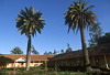 Palm Trees, La Casona Vina Matetic Hotel, Lagunillas, Casablanca, Chile Palm Trees, La Casona Vina Matetic Hotel, Lagunillas, Casablanca, Chile