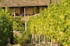 Vineyard, La Casona Vina Matetic Hotel, Lagunillas, Casablanca, Chile Vineyard, La Casona Vina Matetic Hotel, Lagunillas, Casablanca, Chile