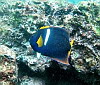 Snorkling, Red Mangrove Lava Lodge Hotel, Floreana Island, Galapagos Islands