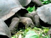 Giant Tortoise, Red Mangrove Lava Lodge Hotel, Floreana Island, Galapagos Islands