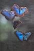 Blue Morpho Butterfly, Chaa Creek Cottages, San Ignacio, Belize