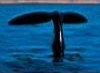 Whale watching, Hosteria Los Notros, Glacier National Park, Argentina