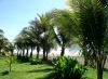 Palm Tree-Lined Beach, Alma del Pacifico, Playa Esterillos Este, Costa Rica