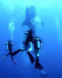 Diving with Whale Shark, Hamanasi Lodge, Dangriga, Belize
