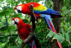 Toucans in Carara National Park, Costa Rica