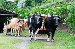 See traditional Costa Rican oxcarts on EcoAdventures Trapiche Cultural Tour See traditional Costa Rican oxcarts on EcoAdventures Trapiche Cultural Tour