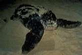 Turtle nesting on the beach at night, Tortuguero, Costa Rica