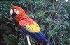 Macaw Parrot