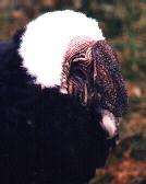 Andean Giant Condor