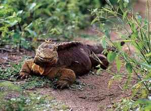 Galapagos Islands' Land Iguana