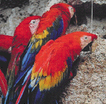 scarlet macaws