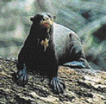 river otter