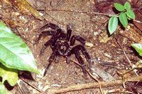 Giant Tarantula seen on the Rainforest by Night excursion, Reserva Amazonica Tambopata, Puerto Maldonado, Peru