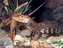 Dwarf Caiman, Reserva Amazonica Tambopata, Puerto Maldonado, Peru