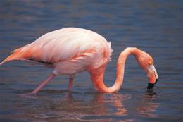 Galapagos Flamingo