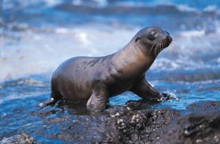 Sea lion taking a break from surfing in the waves
