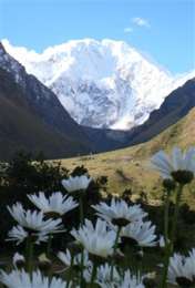 Wild flowers on the way to a glacial lake. In the background a view of Salcantay, the second most sacred peak in Inca Mythology.